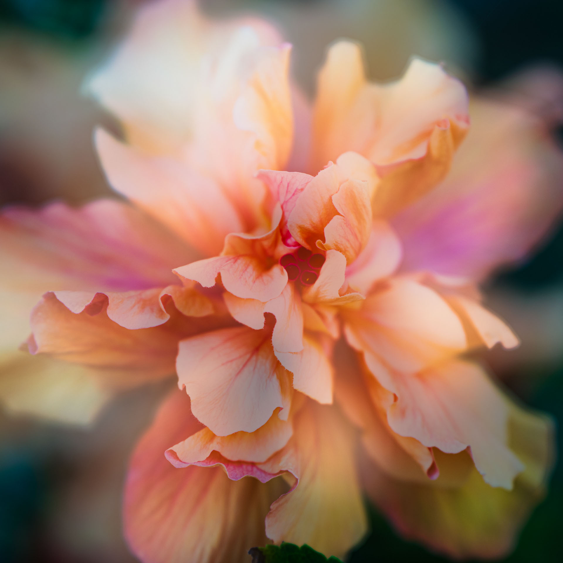 blume