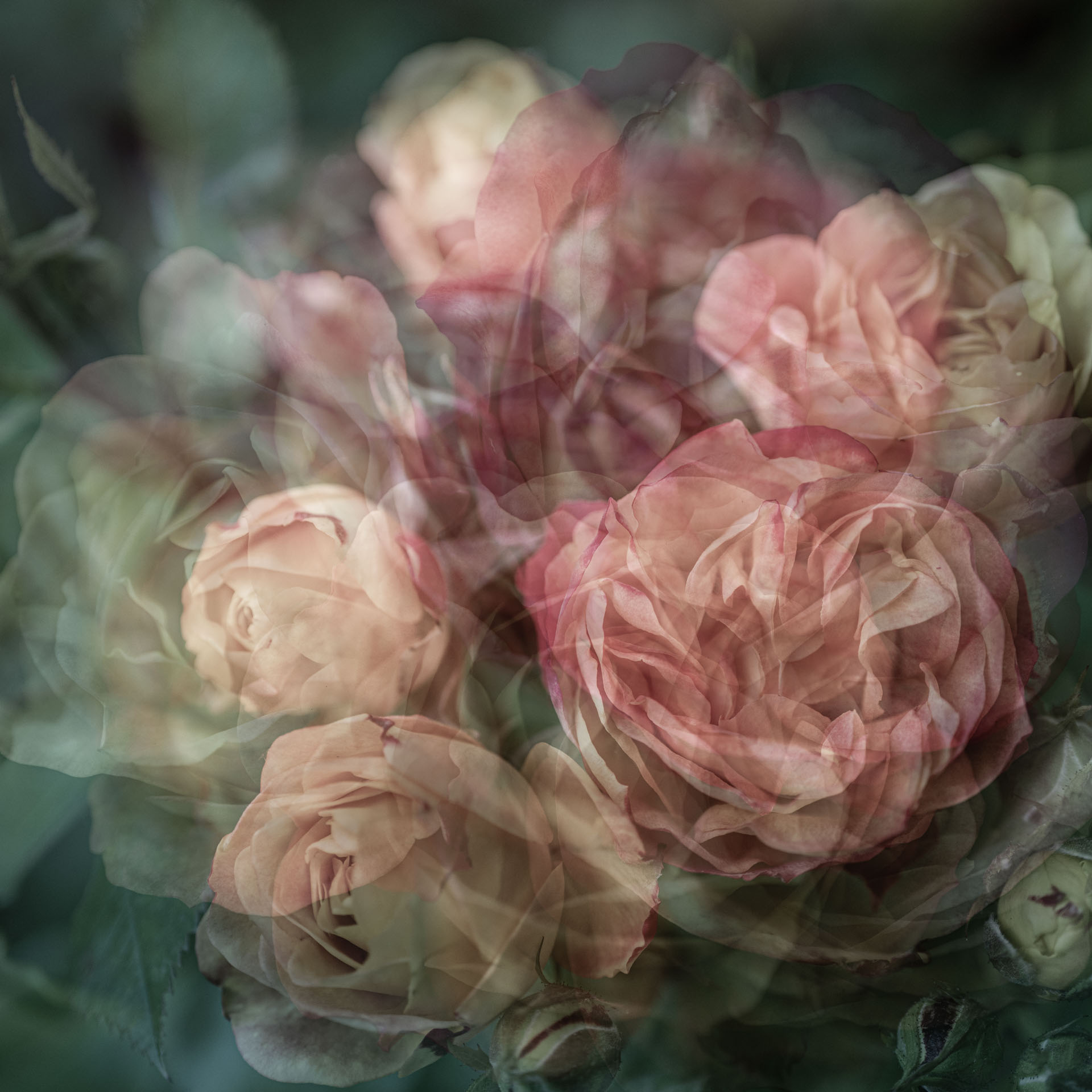 blume