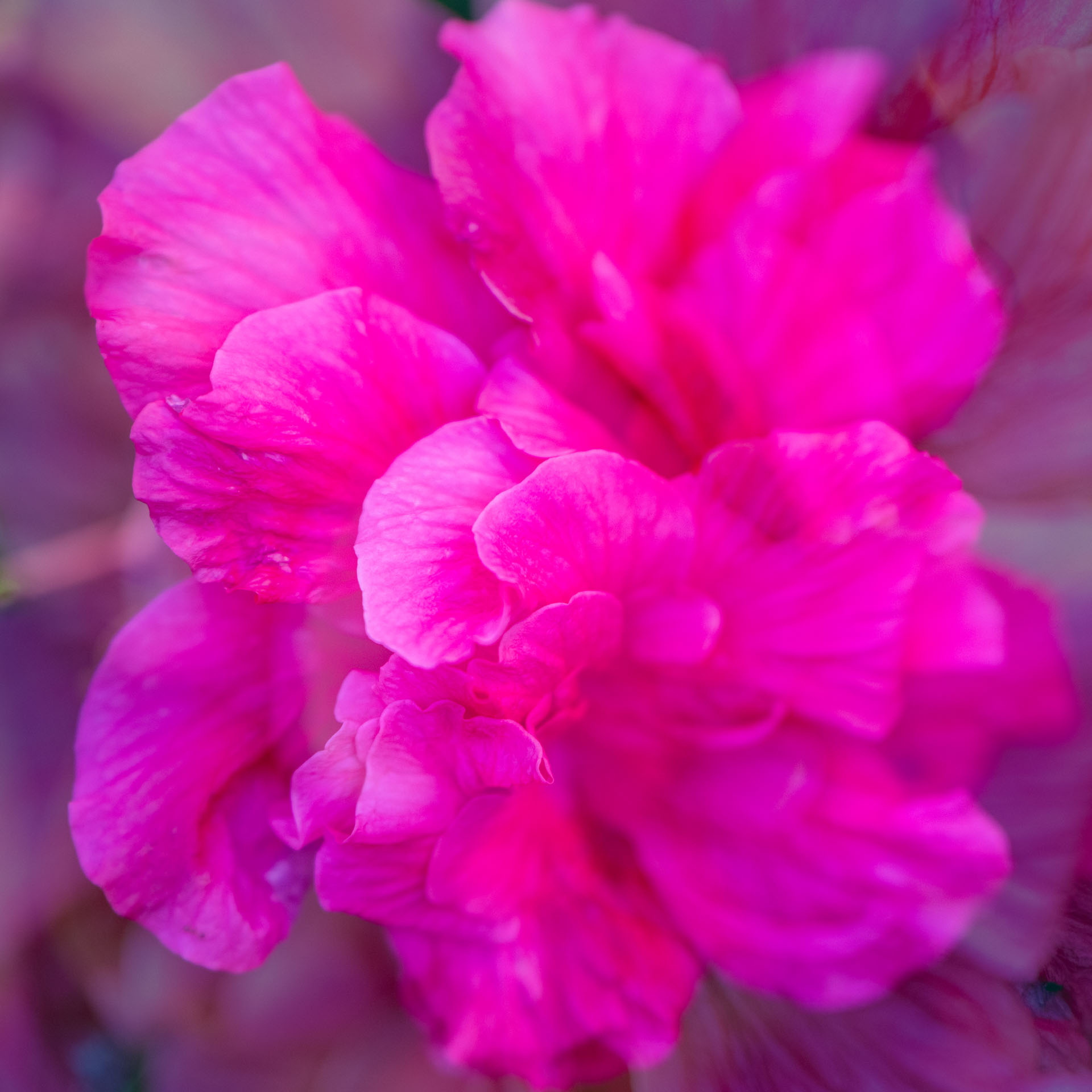 blume